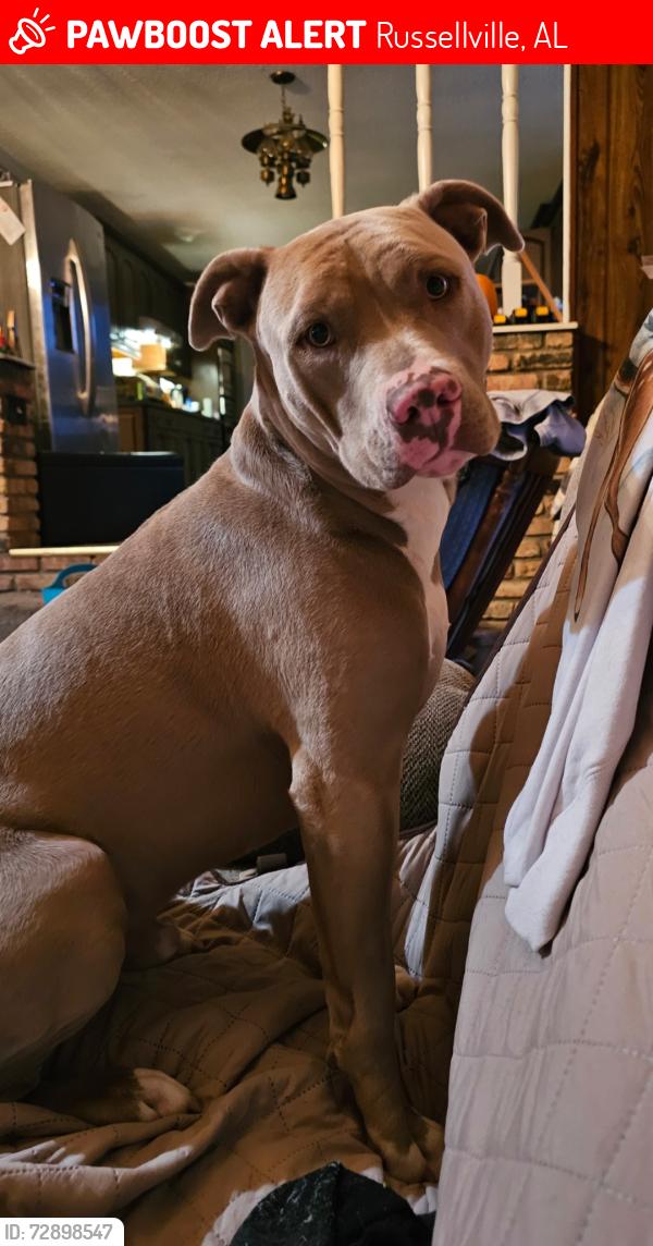 Lost Male Dog last seen Pritchard Road , Russellville, AL 35653