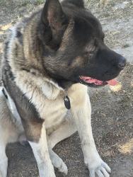 Found/Stray Male Dog last seen Crazy boss, San Bernardino, CA 92404