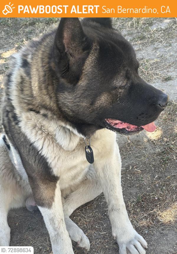 Found/Stray Male Dog last seen Crazy boss, San Bernardino, CA 92404