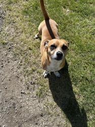Found/Stray Unknown Dog last seen North Junior High field , Boise, ID 83702