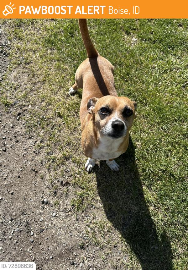 Found/Stray Unknown Dog last seen North Junior High field , Boise, ID 83702