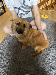 Found/Stray Female Dog last seen Intersection of E Jewell Ave and S Oakland St in Aurora… by Overland High School, Aurora, CO 80012