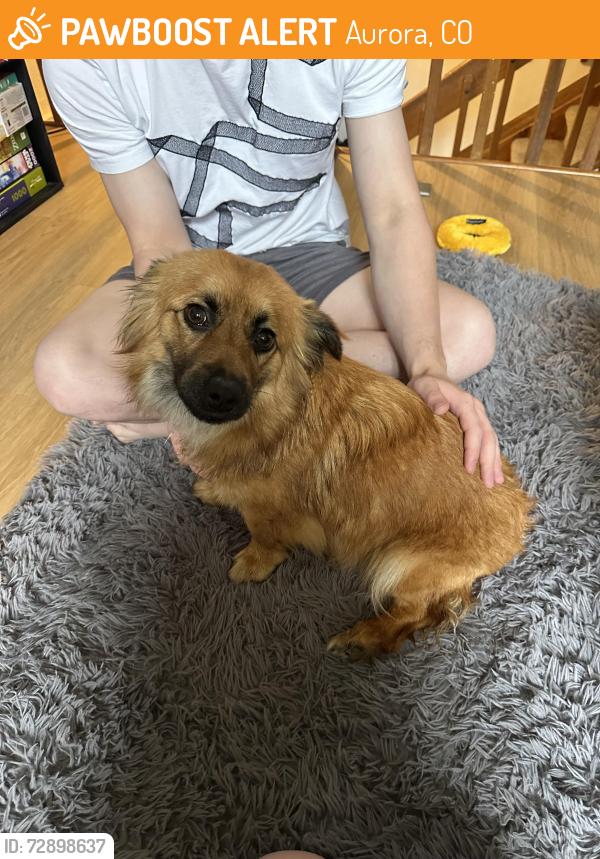Found/Stray Female Dog last seen Intersection of E Jewell Ave and S Oakland St in Aurora… by Overland High School, Aurora, CO 80012