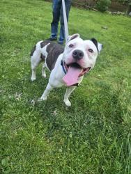 Found/Stray Male Dog last seen Wood Dale st and Jake st, East Stroudsburg, PA 18302