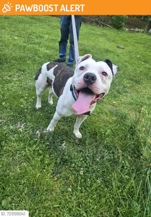 Found/Stray Male Dog last seen Wood Dale st and Jake st, East Stroudsburg, PA 18302