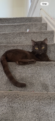 Lost Female Cat last seen Clarion Avenue & Brewster Avenue, Cincinnati, OH 45207