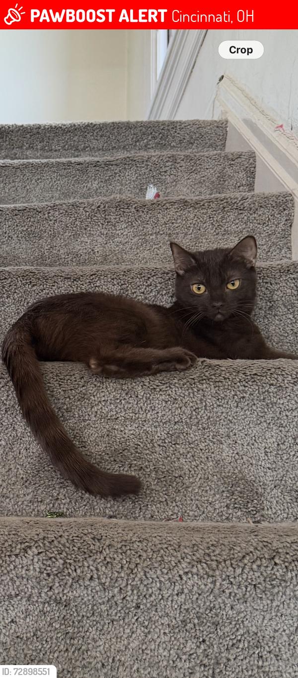 Lost Female Cat last seen Clarion Avenue & Brewster Avenue, Cincinnati, OH 45207