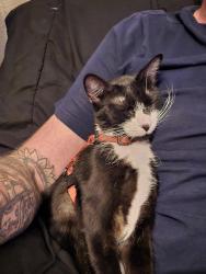 Reunited Female Cat last seen Across the pond from the funeral home, Grain Valley, MO 64029