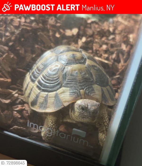 Lost Male Reptile last seen Off Highbridge by Candy Lane, Manlius, NY 13104