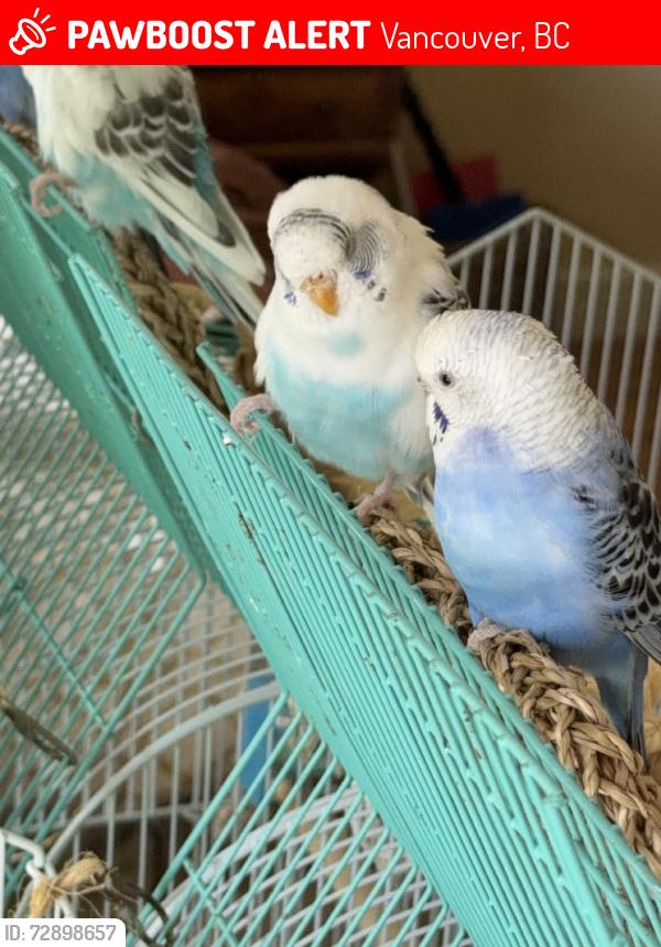Lost Female Bird last seen Langara area between Main St & Ontario St, Vancouver, BC 