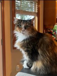 Reunited Female Cat last seen Sw Greenburg and 96th, Tigard, OR 97223