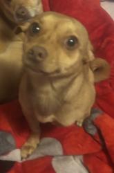 Lost Male Dog last seen lafayette ave hayward ca, Hayward, CA 94544