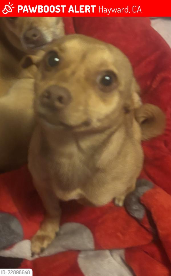 Lost Male Dog last seen lafayette ave hayward ca, Hayward, CA 94544