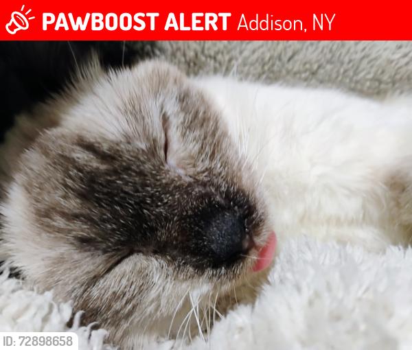 Lost Female Cat last seen Near Country Route 2, Addison NY, 14801, Addison, NY 14801