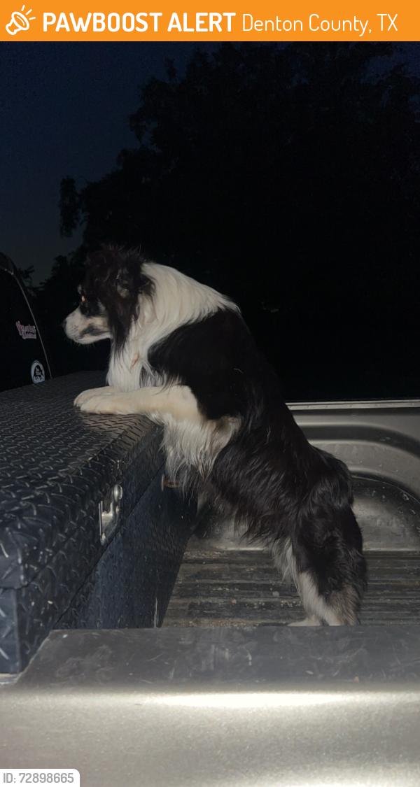 Found/Stray Male Dog last seen Ripy rd Donald rd , Denton County, TX 76249