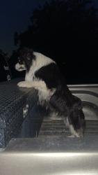 Found/Stray Male Dog last seen Ripy rd Donald rd , Denton County, TX 76249