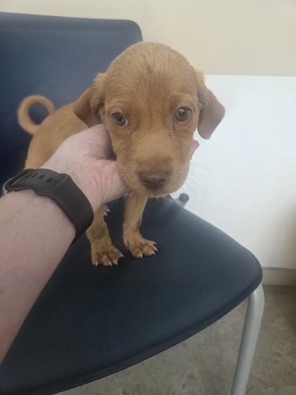 Shelter Stray Female Dog last seen , TX , Fort Worth, TX 76119
