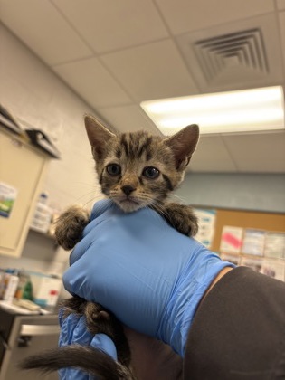 Shelter Stray Female Cat last seen , NC , Gastonia, NC 28052