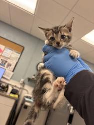 Shelter Stray Male Cat last seen , NC , Gastonia, NC 28052