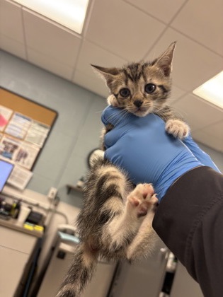 Shelter Stray Male Cat last seen , NC , Gastonia, NC 28052