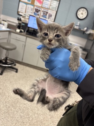 Shelter Stray Male Cat last seen , NC , Gastonia, NC 28052