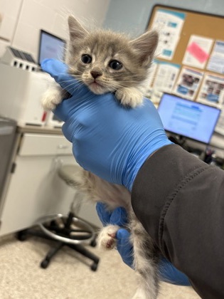 Shelter Stray Female Cat last seen , NC , Gastonia, NC 28052