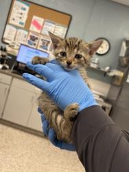 Shelter Stray Male Cat last seen , NC , Gastonia, NC 28052