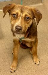 Shelter Stray Male Dog last seen , 30032, GA, Atlanta, GA 30341
