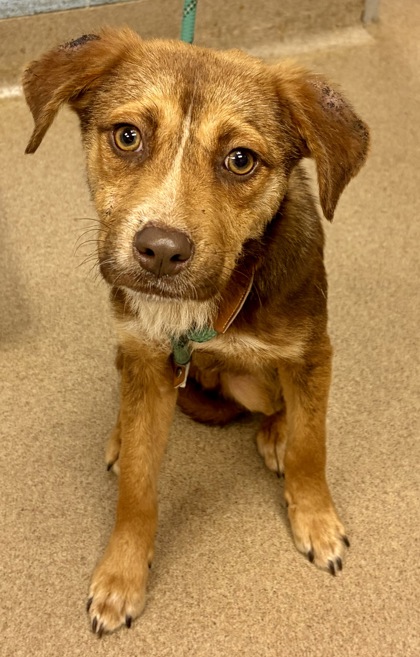 Shelter Stray Male Dog last seen , 30032, GA, Atlanta, GA 30341