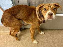Shelter Stray Male Dog last seen , 30032, GA, Atlanta, GA 30341