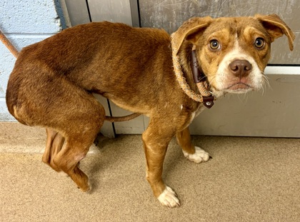 Shelter Stray Male Dog last seen , 30032, GA, Atlanta, GA 30341