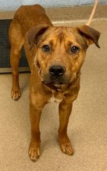 Shelter Stray Male Dog last seen , 30032, GA, Atlanta, GA 30341