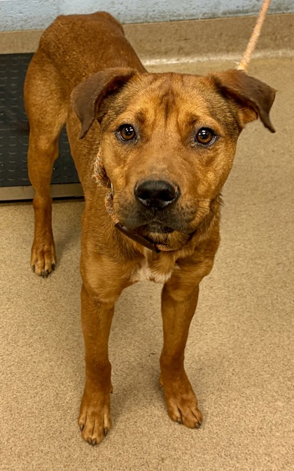 Shelter Stray Male Dog last seen , 30032, GA, Atlanta, GA 30341
