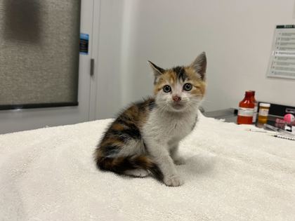 Shelter Stray Female Cat last seen E 5th StKansas City, MO 64106, 64106, MO, Kansas City, MO 64132
