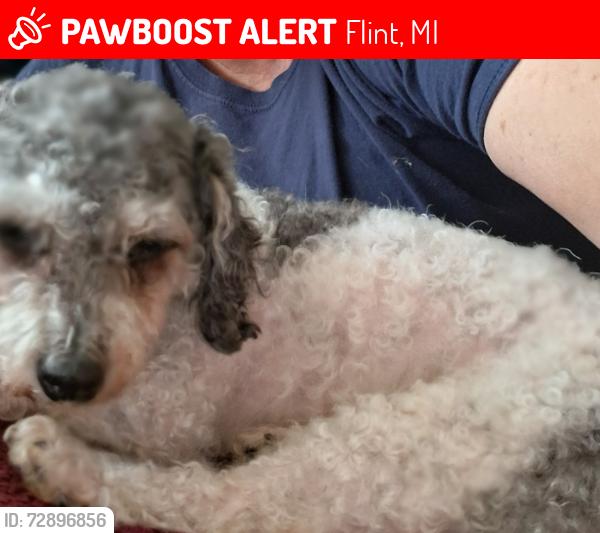 Lost Female Dog last seen Dort atherton , Flint, MI 48507