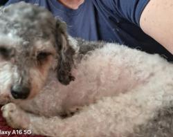 Lost Female Dog last seen Dort atherton , Flint, MI 48507