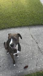 Found/Stray Female Dog last seen LSU lakes area, Baton Rouge, LA 70808
