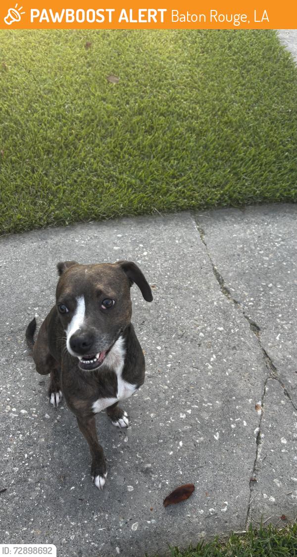 Found/Stray Female Dog last seen LSU lakes area, Baton Rouge, LA 70808