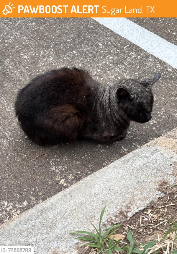 Found/Stray Unknown Cat last seen Near long reach dr, Sugar Land, TX 77478