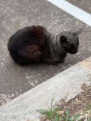 Found/Stray Unknown Cat last seen Near long reach dr, Sugar Land, TX 77478