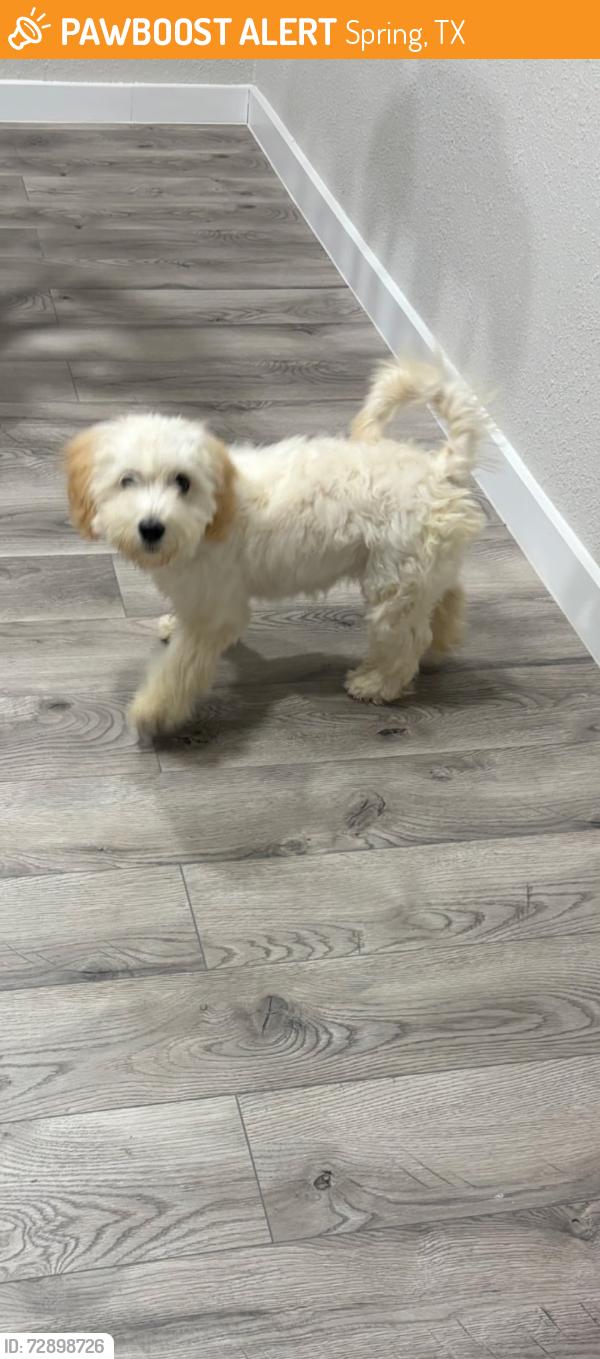Found/Stray Female Dog last seen Spring Lakes, Spring, TX 77373