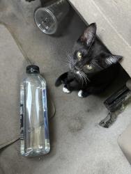 Lost Female Cat last seen SAN DIEGO , San Diego, CA 92113