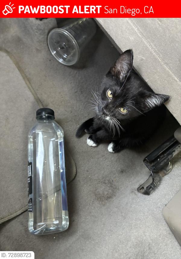 Lost Female Cat last seen SAN DIEGO , San Diego, CA 92113