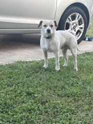 Found/Stray Male Dog last seen Monte Carlo , Killeen, TX 76543