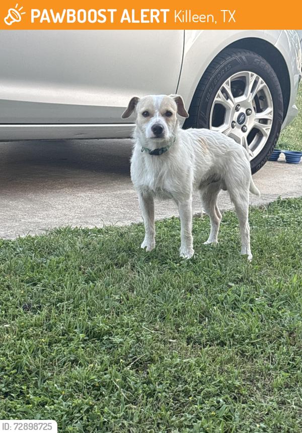 Found/Stray Male Dog last seen Monte Carlo , Killeen, TX 76543