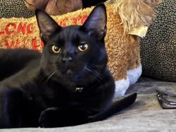 Reunited Male Cat last seen Sweetwater Landing Subdivision, Powder Springs, GA 30127
