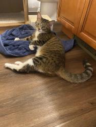Found/Stray Male Cat last seen Behind Kohl’s in Johnson City, TN, Johnson City, TN 37604