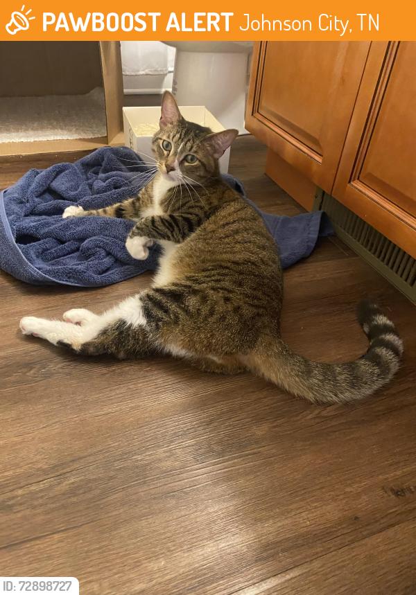Found/Stray Male Cat last seen Behind Kohl’s in Johnson City, TN, Johnson City, TN 37604