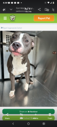 Lost Male Dog last seen Country club, Fort Worth, TX 76112