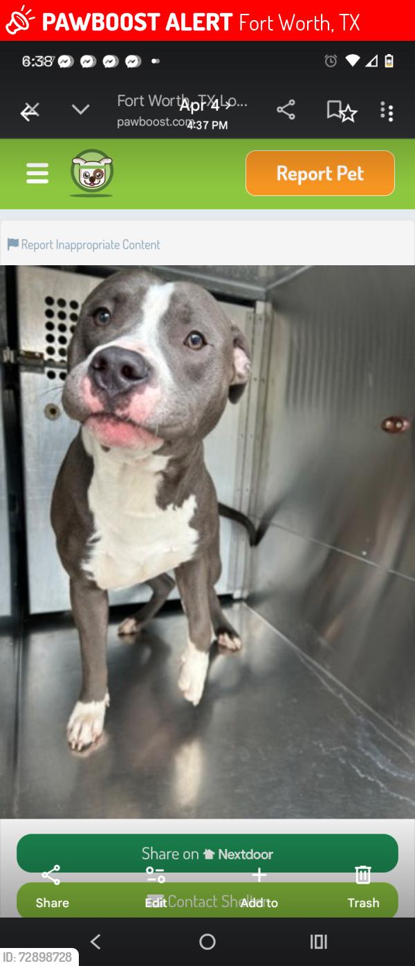 Lost Male Dog last seen Country club, Fort Worth, TX 76112
